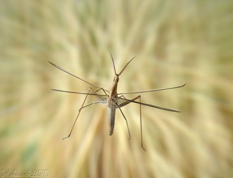 акрида, полет, прыжок Биплан-этажеркаphoto preview