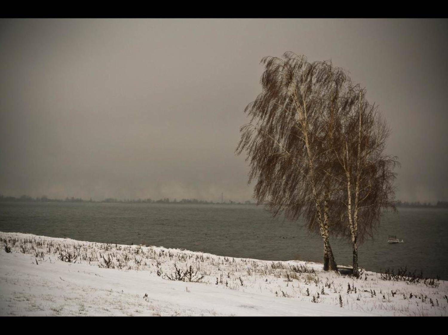 Береза, Деревья, Зима, Курск, Снег, masyaxa
