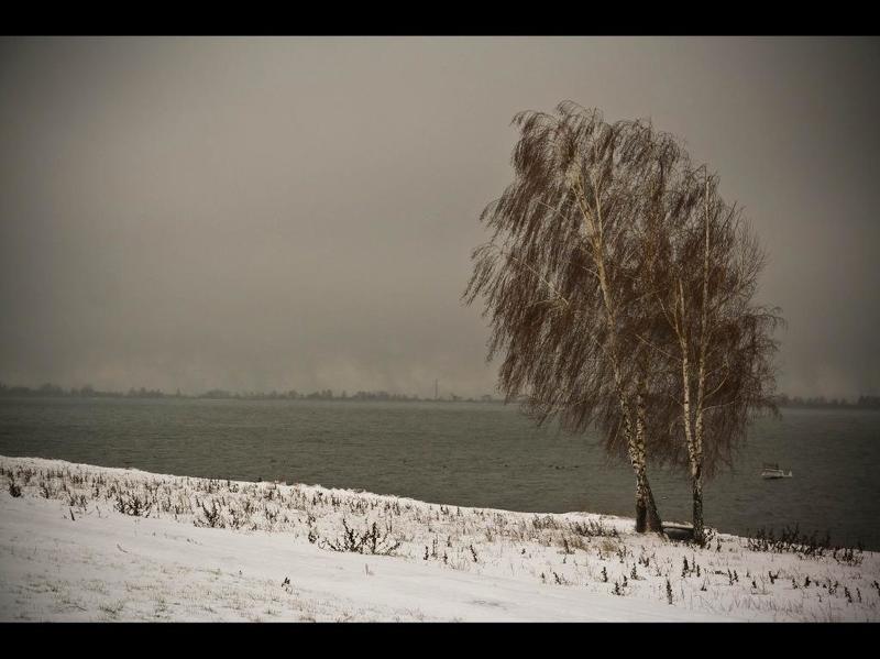 Береза, Деревья, Зима, Курск, Снег Берёзкиphoto preview