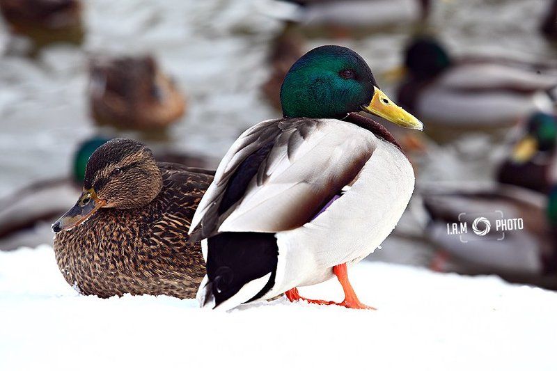 Duck talesphoto preview