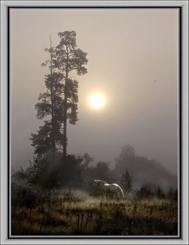 туман Коникphoto preview