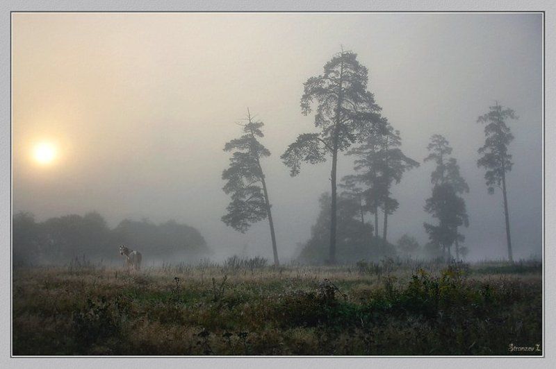 туманы.. Утро туманное..photo preview