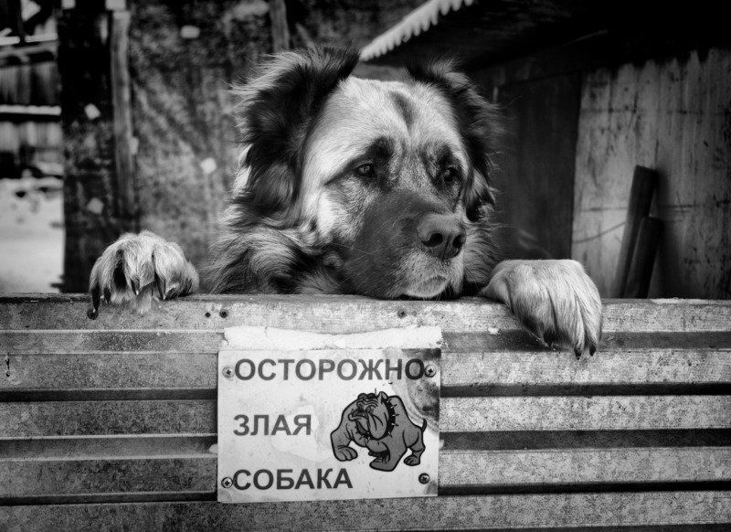 собакаphoto preview