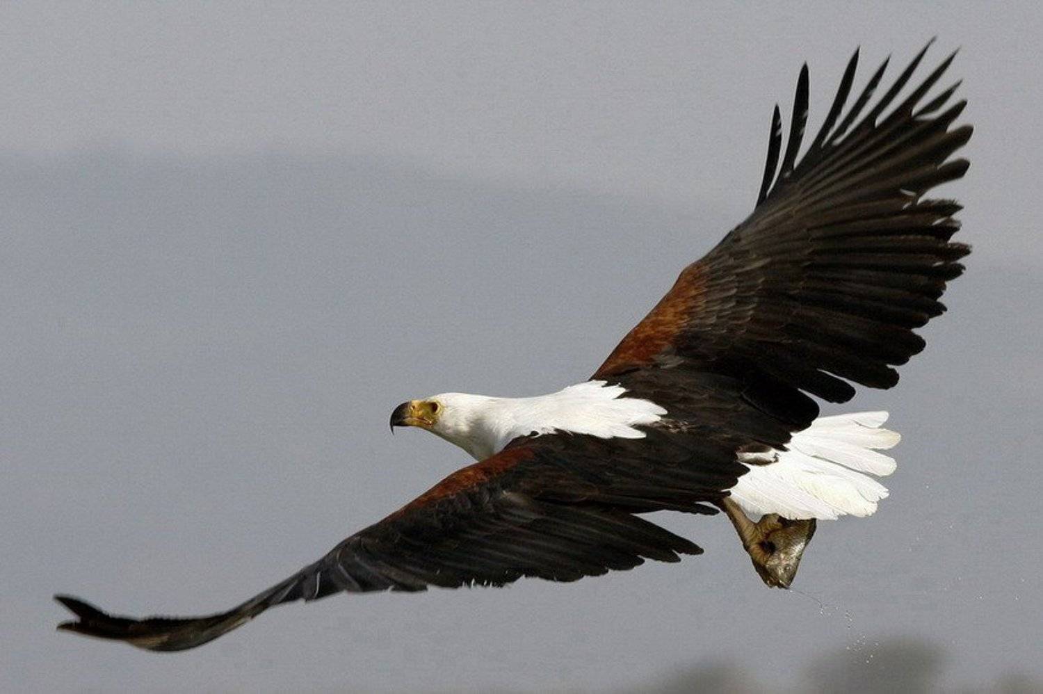 орел, рыба, охота, рыбак, Максим Костин