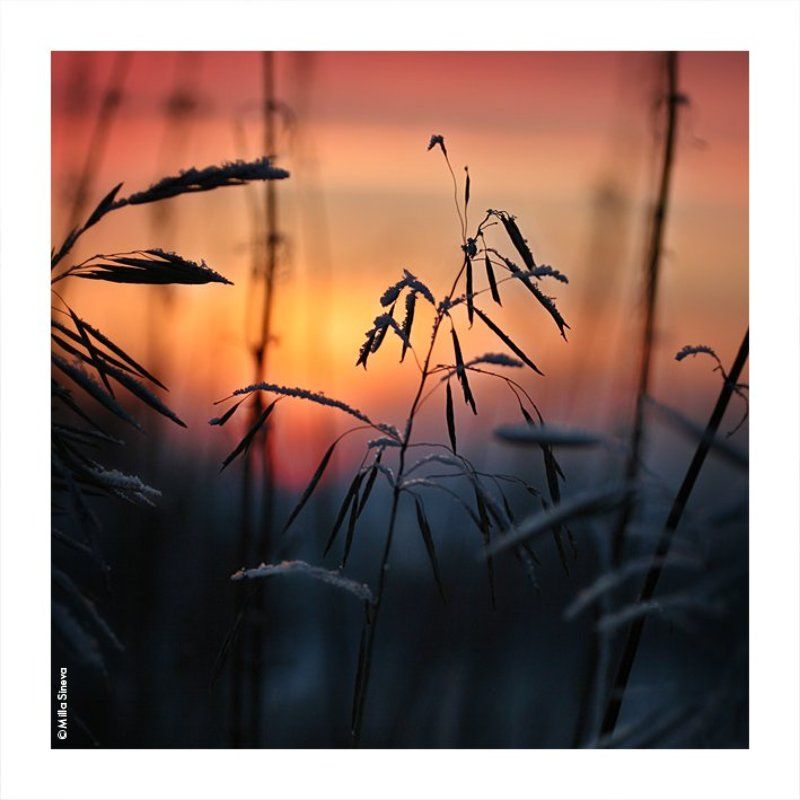 зима, закат, травы, луг, поле зимаphoto preview