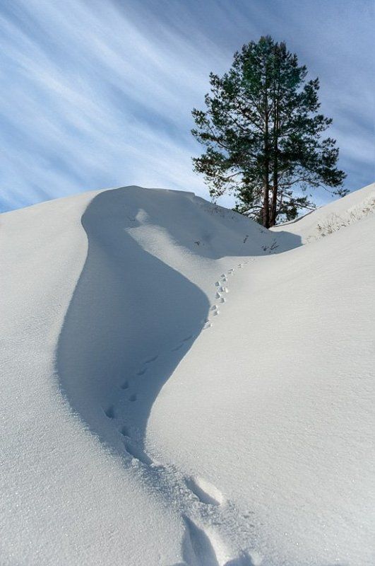 Снежные зарисовки. (1)photo preview