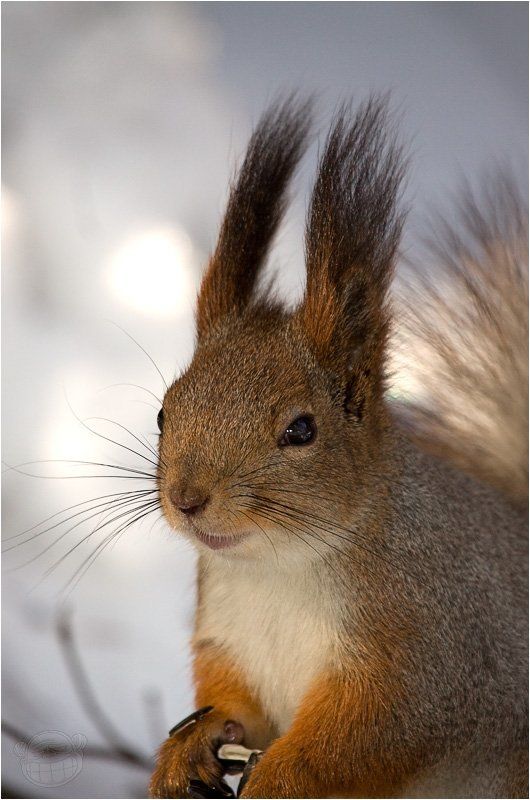 белка, ботанический сад, портрет Портрет с семечкой фото превью