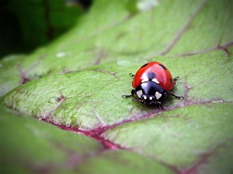Зеленое и красноеphoto preview