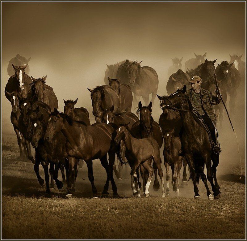 кони,лошади,табун,пыль \
