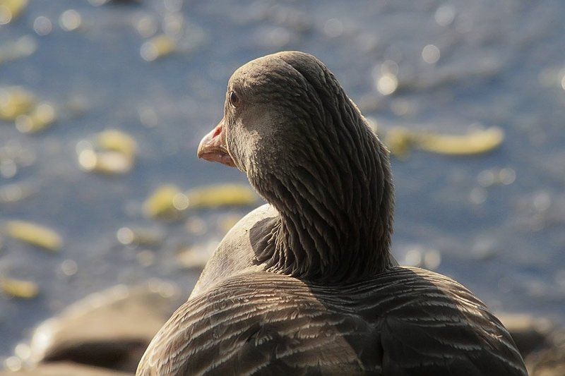 птицы, гусь Прощальный вгляд перед отлётом... На любимое болото... фото превью
