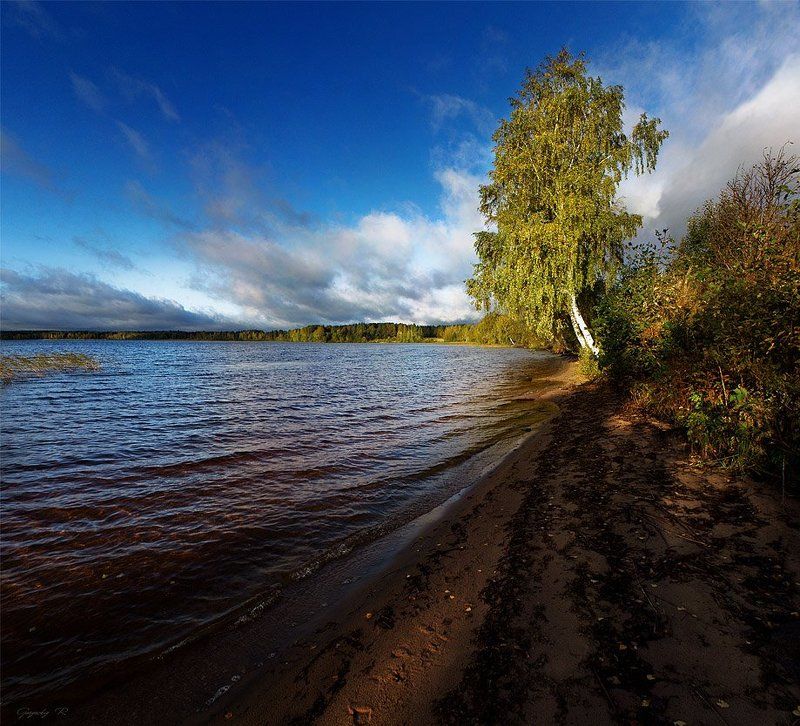 осень,березка,небо,озеро березкаphoto preview