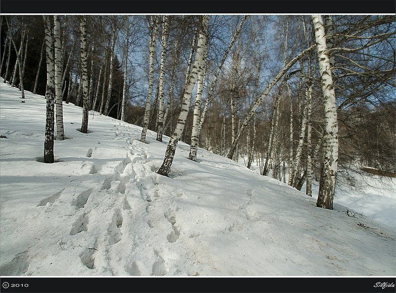 горы, лес, снег, зима Зима в горах Алатау.photo preview