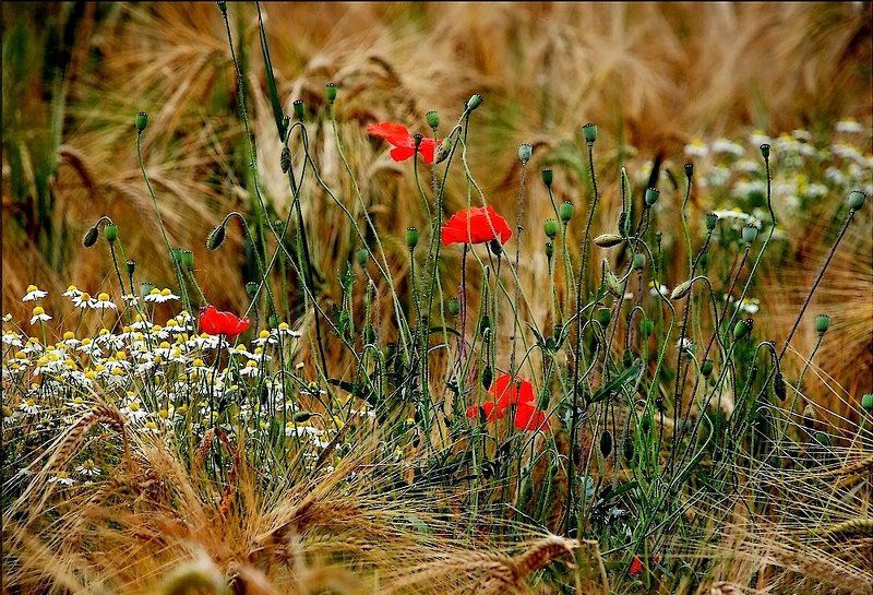 поле,колос,маки,лето маки в поле... фото превью