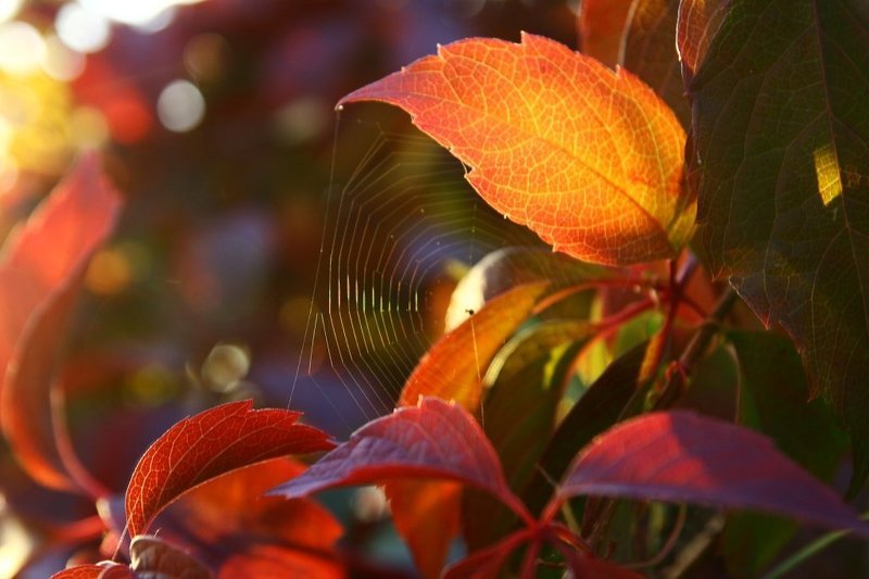 Осенний цветphoto preview