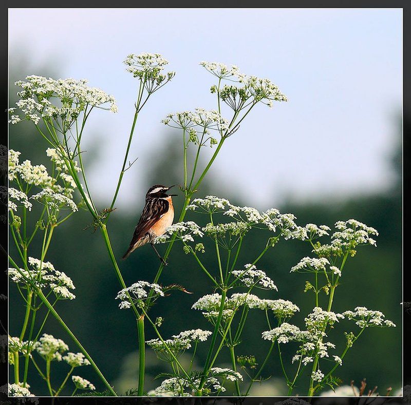 птичка, луговой чекан photo preview