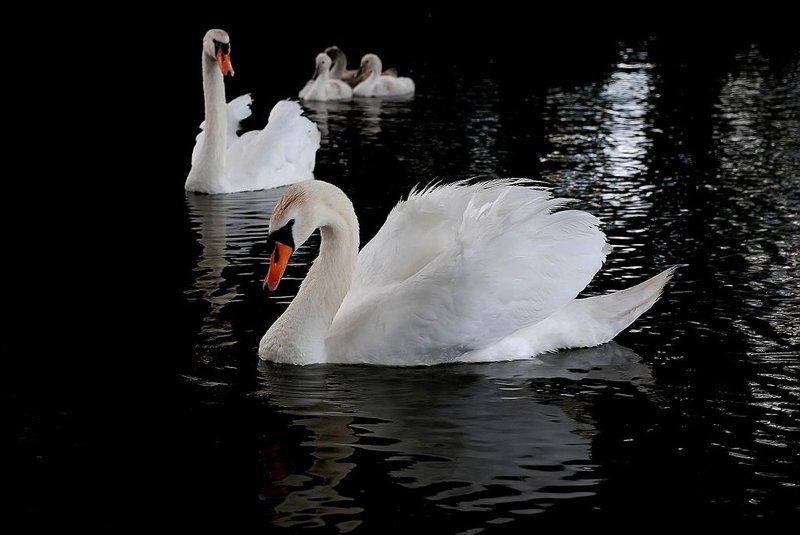 лебеди,птицы Лебеди фото превью