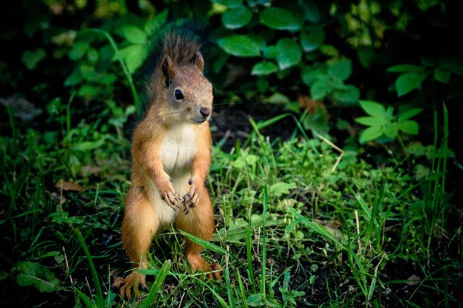 ***. Автор: Vybornov Dmitry , Vybornov Dmitry