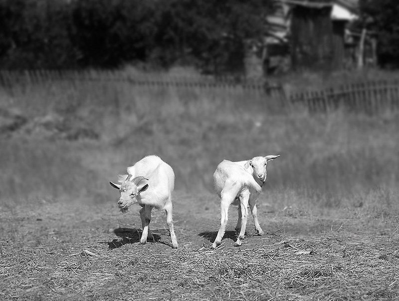 Деревенские танцы фото превью