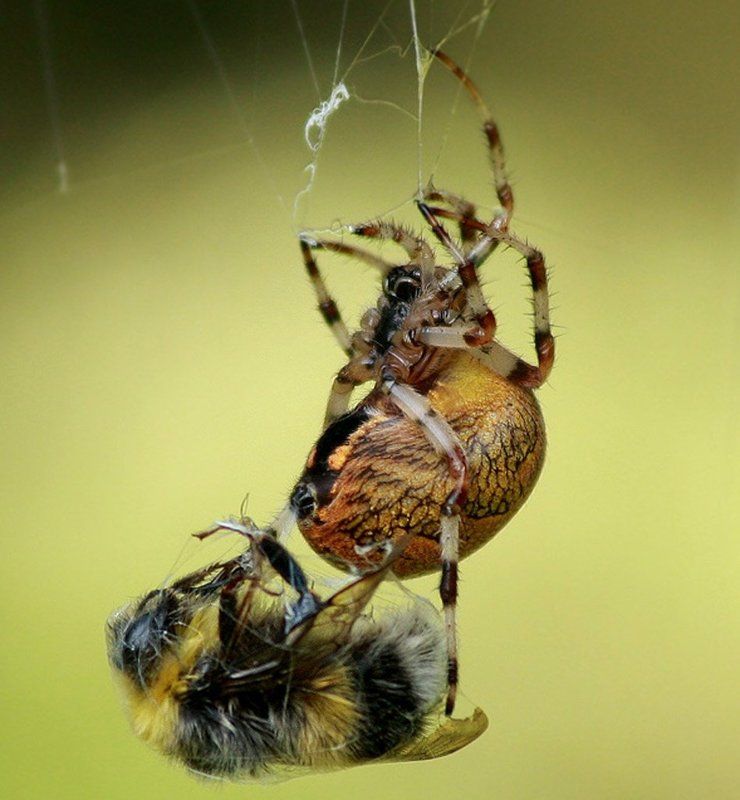 паук,шмель Удачная охота!photo preview