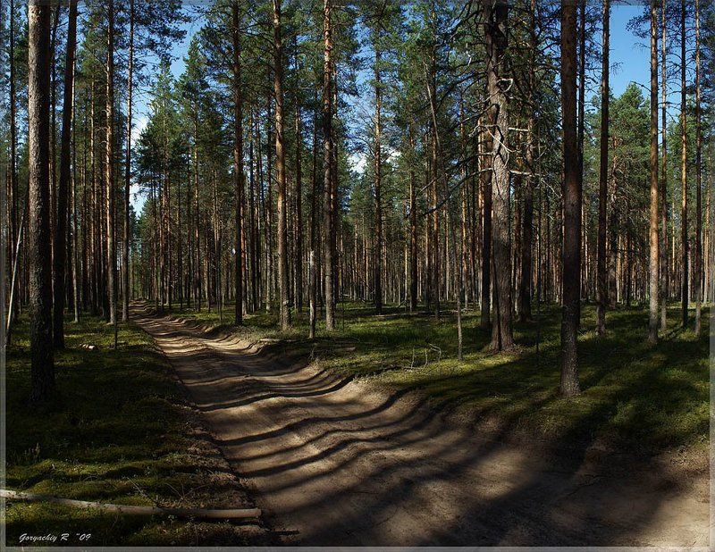 сосновы бор,лето,лес,дорога ***photo preview