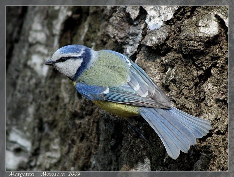 синица,лазоревка Лазоревкаphoto preview