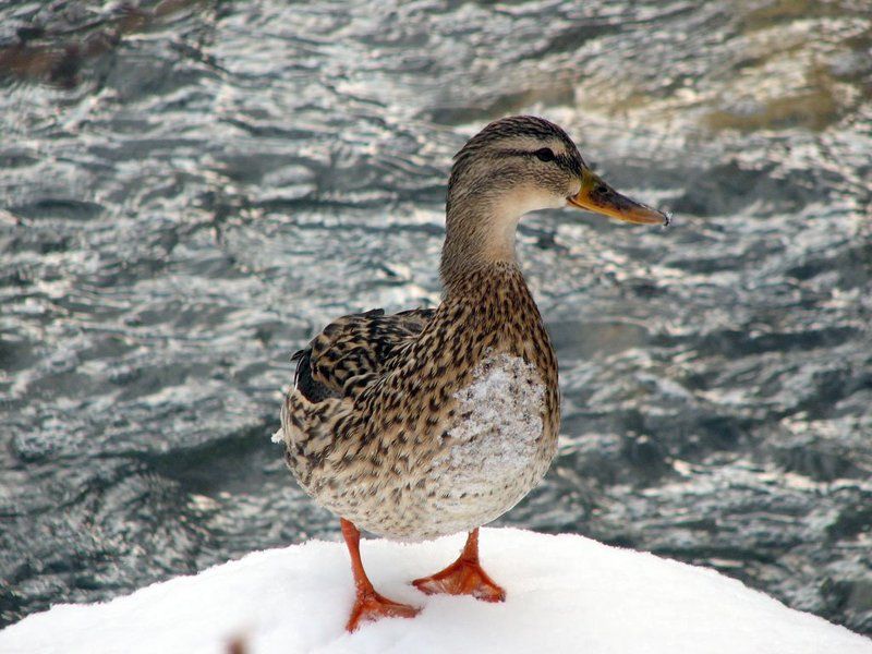 природа, река, вода, снег, утка, кряква А вот и я...photo preview
