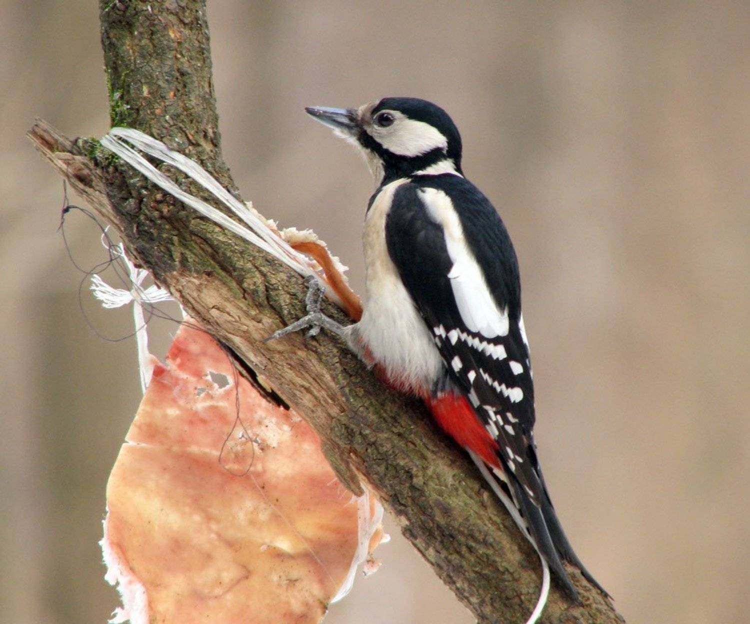 птица, сало, дятел, большой пестрый, зима, Юрий Соколков