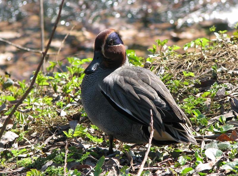 чирок свистунок, утка, весна, Свистунокphoto preview