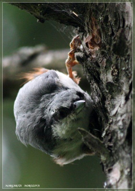 птицы,поползень Поползеньphoto preview