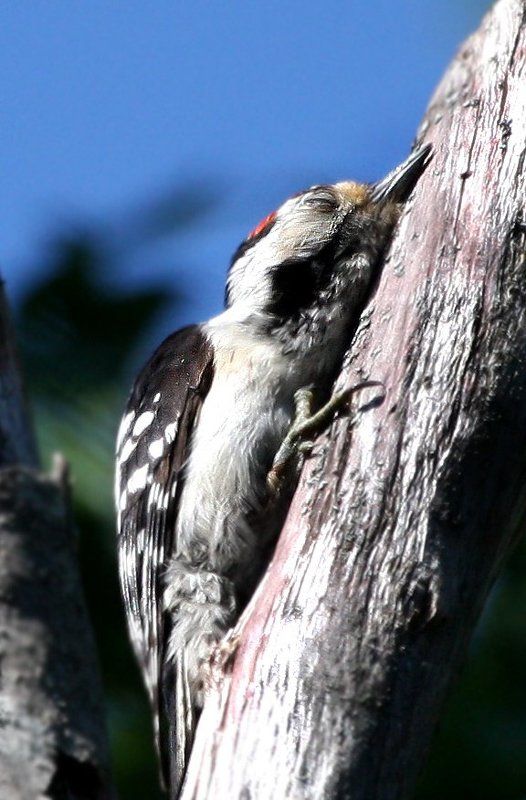 птицы,дятел Тихий часphoto preview