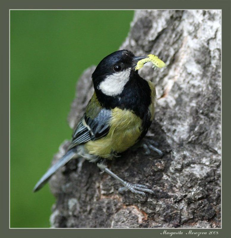 птицы,синица Утроphoto preview