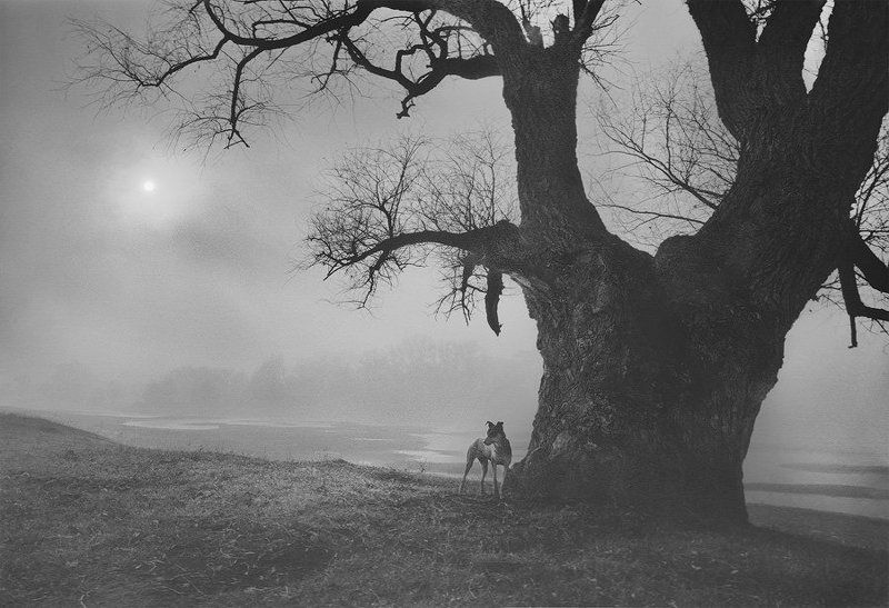 silens...photo preview