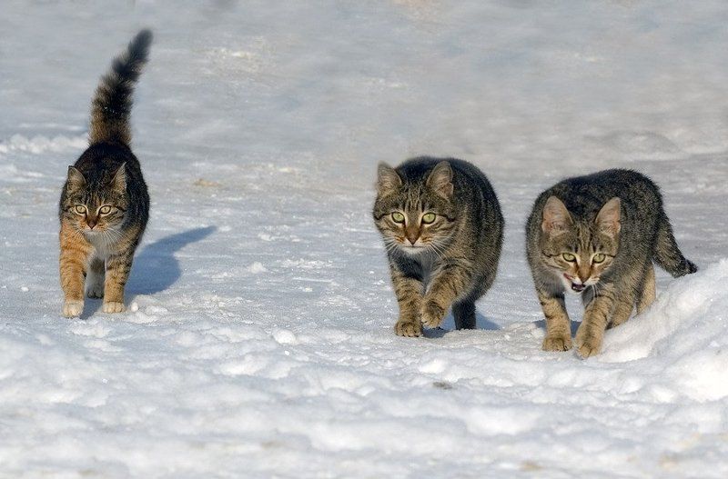 шпанаphoto preview