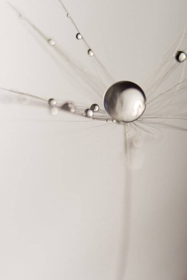 ***. Автор: Динара макро, капля, Динара