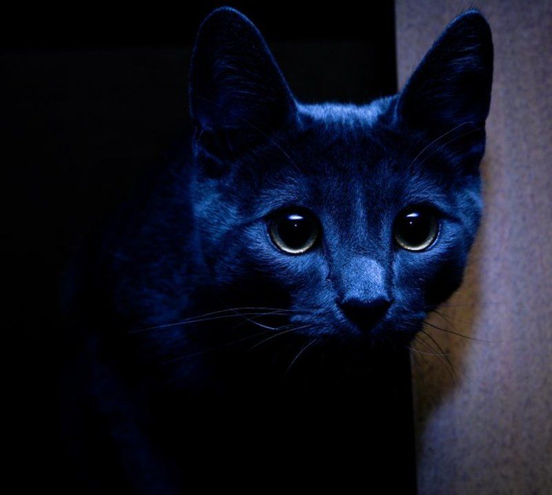 Le Chatphoto preview