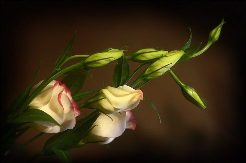 цветы, , эустома Такая вот нежная... Стоит у меня дома...Не пахучая, но свежая... И зовётся она - Эустома... фото превью