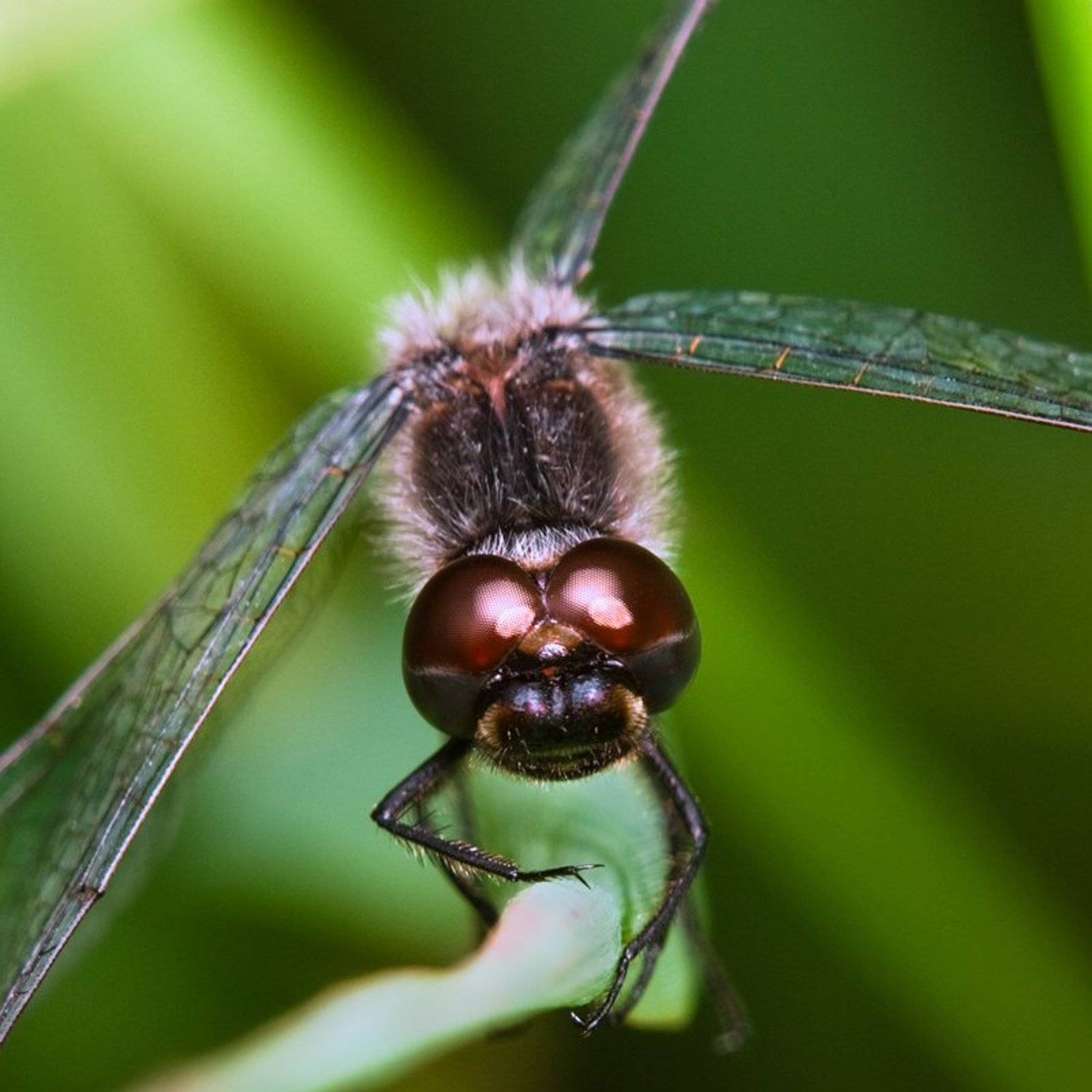 Взгляд. Автор: Курочкин Валерий стрекоза, Курочкин Валерий