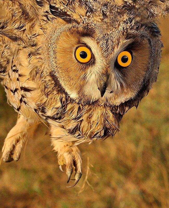 туман.поле.сова.утро ИДУ НА ВЫphoto preview