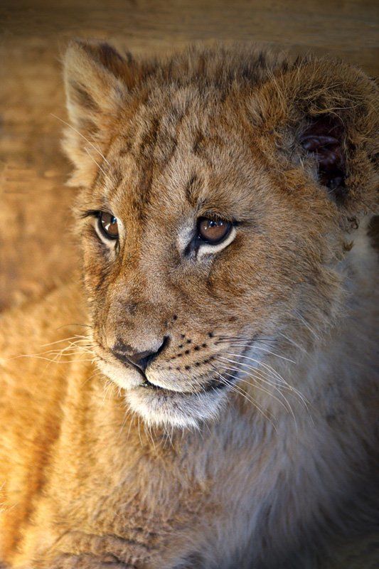 africa, lions Lions - portretsphoto preview