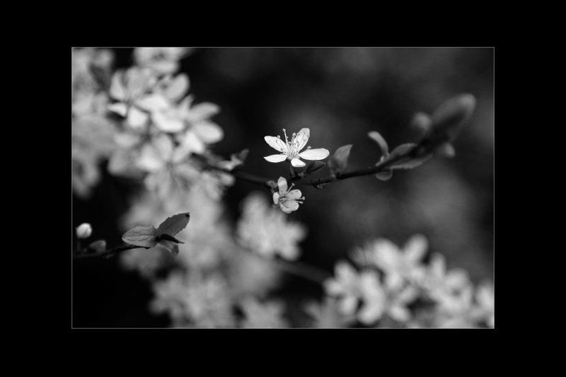 цветы, весна, монохром веснаphoto preview