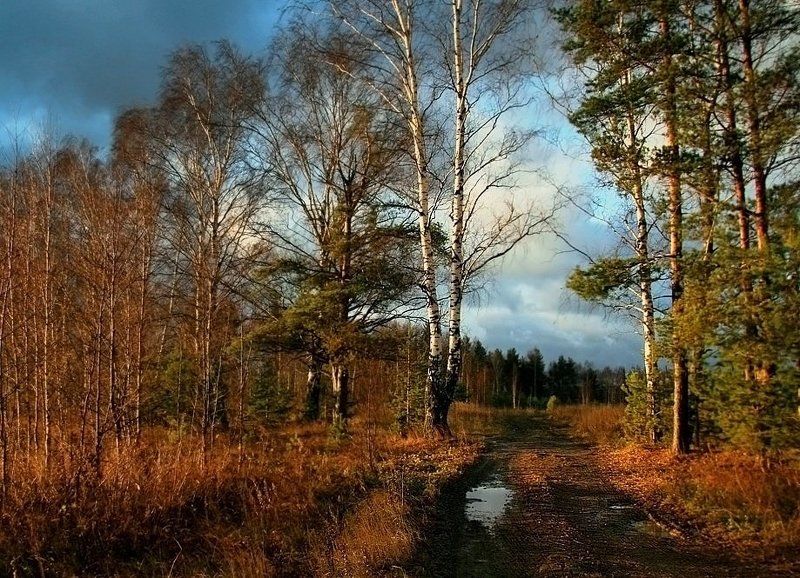 осень,вечер Вспоминая былую осень ... в ожидании новой весны ...photo preview