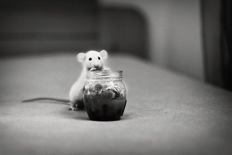 dorian, xerxes, honey, nuts, mouse ...photo preview