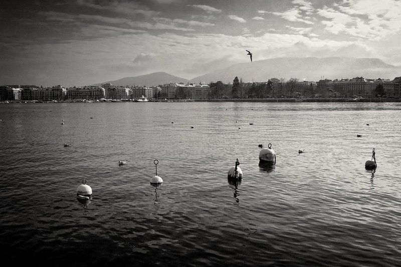 швейцария, женева, город, озеро, вода, буй, чайка, птица, небо, гора, зима, dyadyavasya Заплывphoto preview