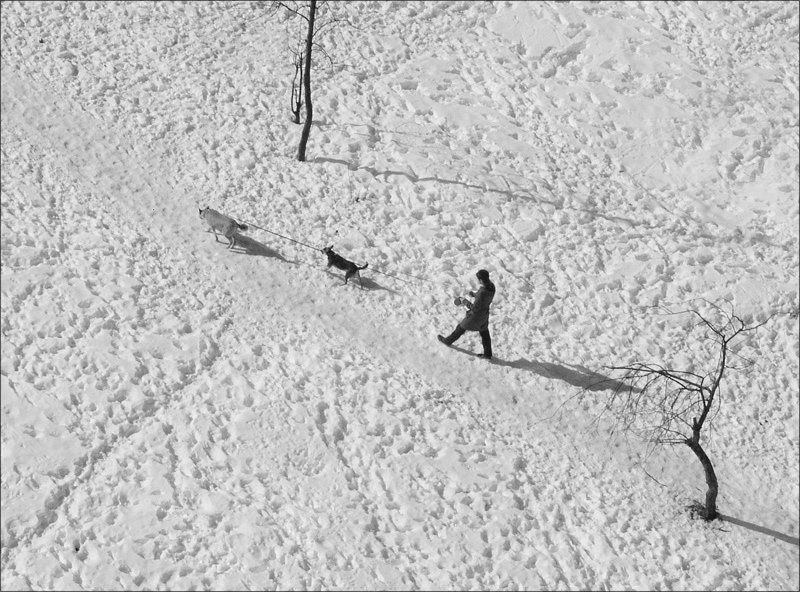 Многоногостьphoto preview