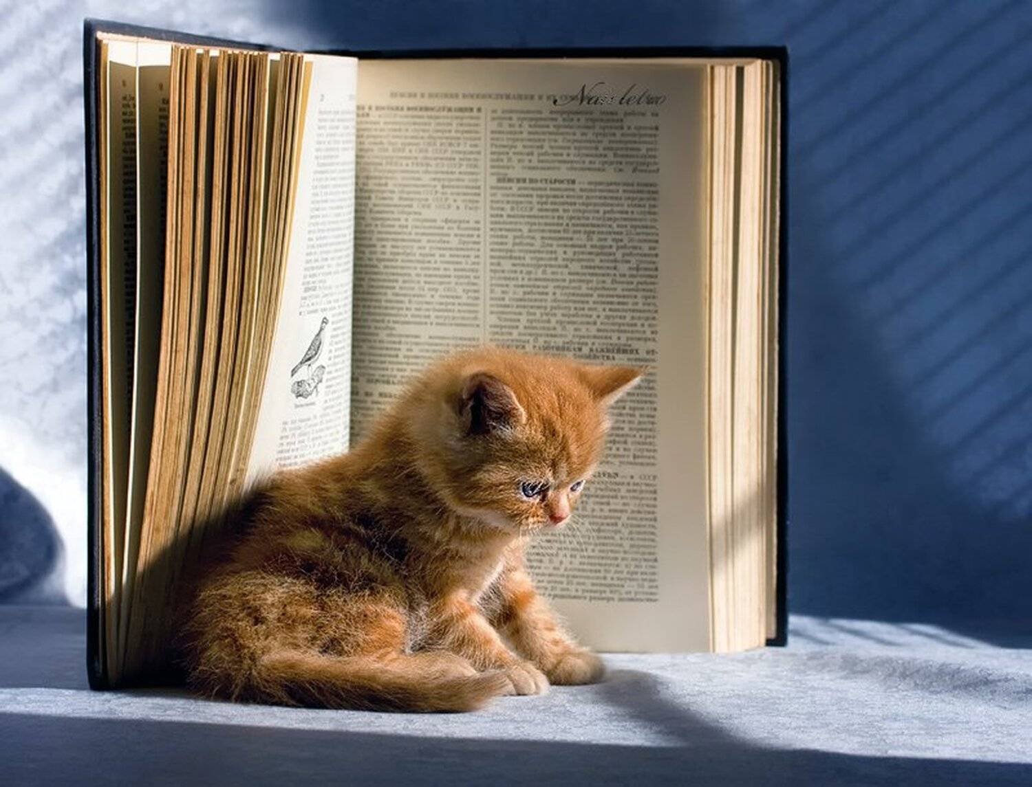 книгочей. Автор: Nateletro книга, птичка, рыжий экзотический котик, философ, Nateletro