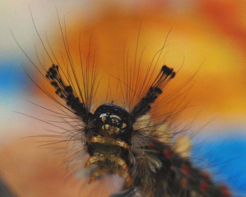 гламурphoto preview