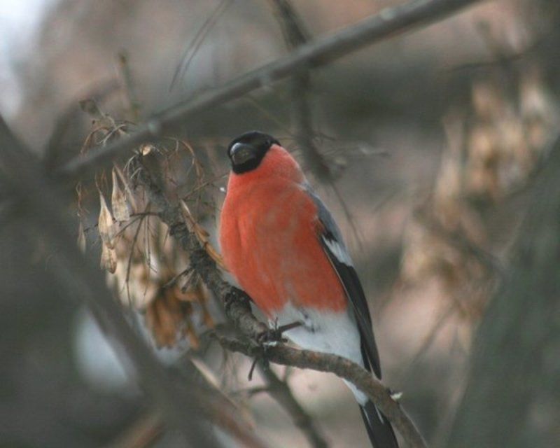 снигирекphoto preview