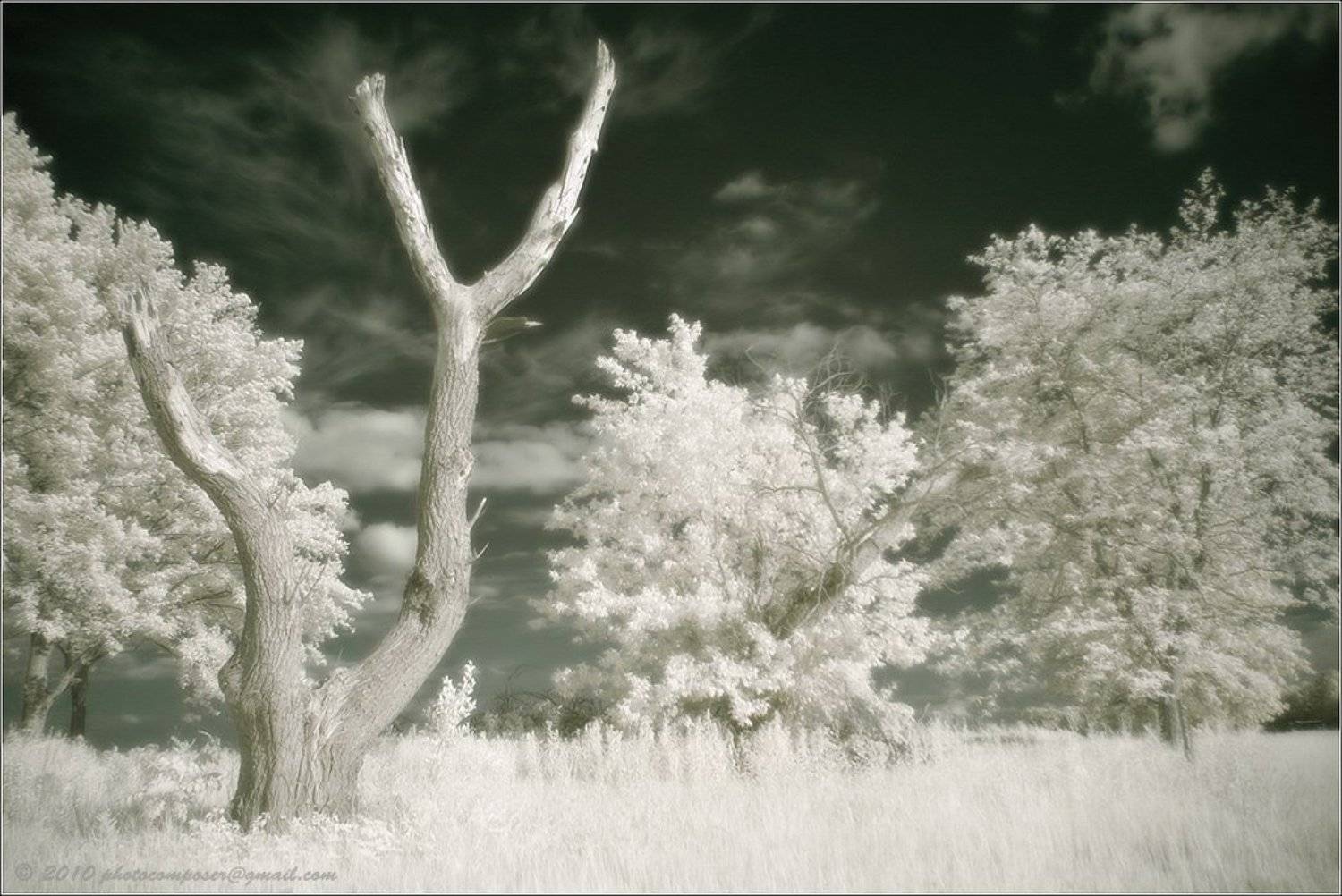 Some like it in white.... Автор: Pilgrim портрет, pilgrim, инфракрасный, infrared, Pilgrim