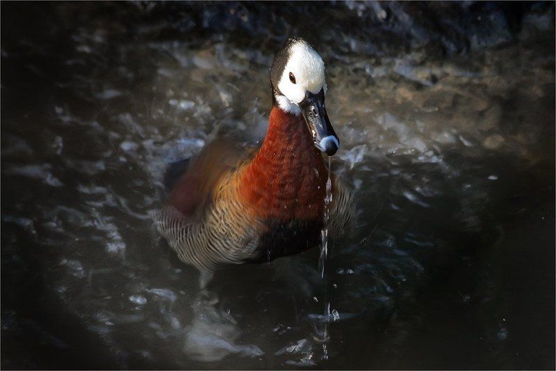 птицы вода Такая вкусная водица... Что не могу никак напиться.. фото превью