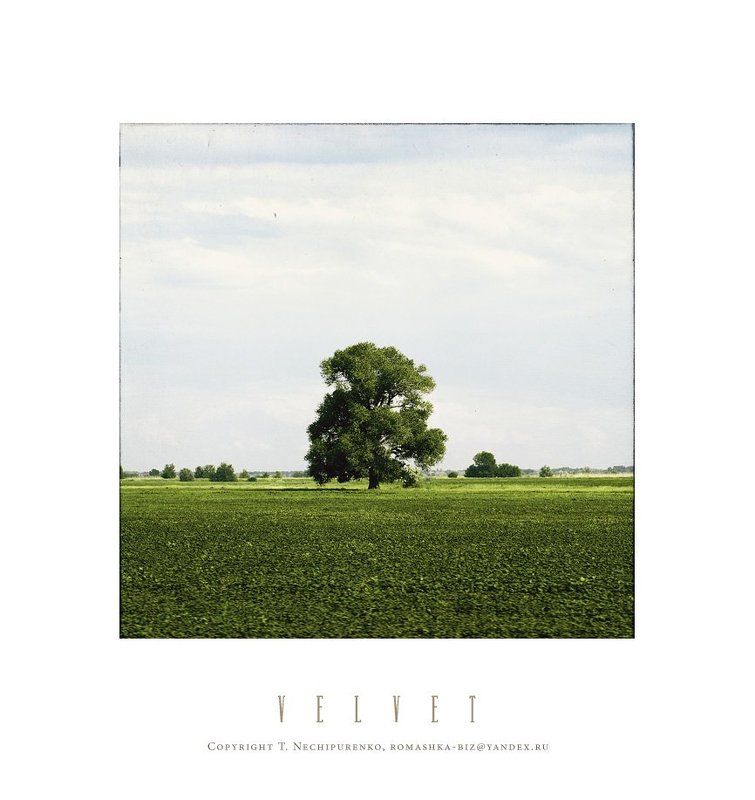 дерево лето ***photo preview